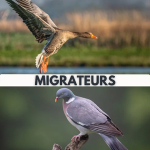 Migrateurs